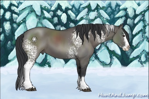 Horse Color:White Spotted Grullo Sabino Splash 