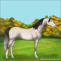Horse Color:Amber Champagne Roan Dun Splash Rabicano