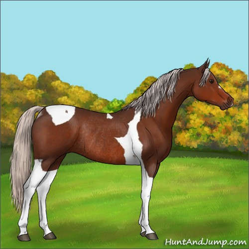 Horse Color:Silver Bay Tobiano Rabicano