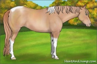 Horse Color:Gold Champagne Tobiano 