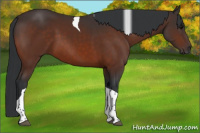 Horse Color:Bay Tobiano 