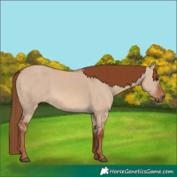 Horse Color:Red Dun Rabicano
