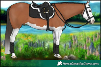 Horse Color:Bay Splash 