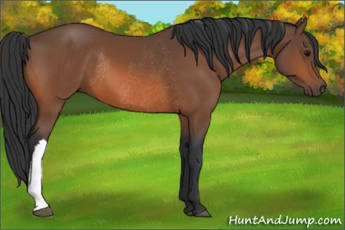 Horse Color:Bay and Bay Rabicano