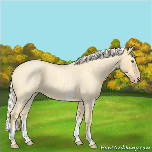 Horse Color:White Spotted Gold Cream Champagne Roan 