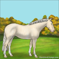 Horse Color:White Spotted Gold Cream Champagne Roan 