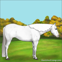 Horse Color:Black Near Fewspot