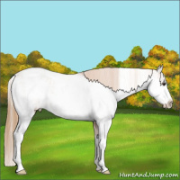 Horse Color:Chestnut Sabino Varnish
