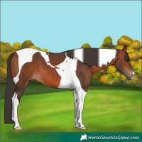 Horse Color:Bay Tobiano 