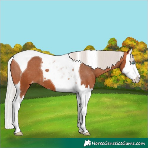 Horse Color:Silver Bay Splash Tobiano Varnish 