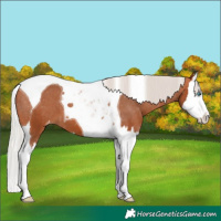 Horse Color:Silver Bay Splash Tobiano Varnish 