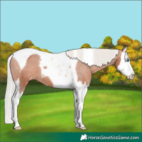 Horse Color:Silver Bay Splash Tobiano Appaloosa 