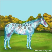 Horse Color:Thunderstruck Liver Red Onyx Ice Tobiano Appaloosa