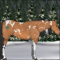 Horse Color:White Spotted Bay Tobiano 