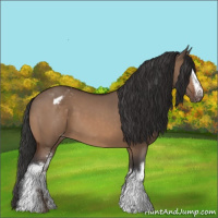 Horse Color:White Spotted Bay Dun Appaloosa 