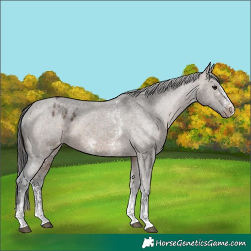 Horse Color:Brown Dun Sabino Appaloosa 