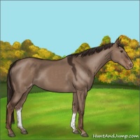 Horse Color:Liver Red Dun Sabino Appaloosa