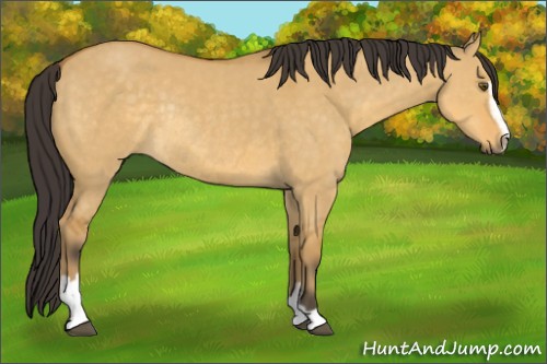 Horse Color:Buckskin Dun Sabino Rabicano 