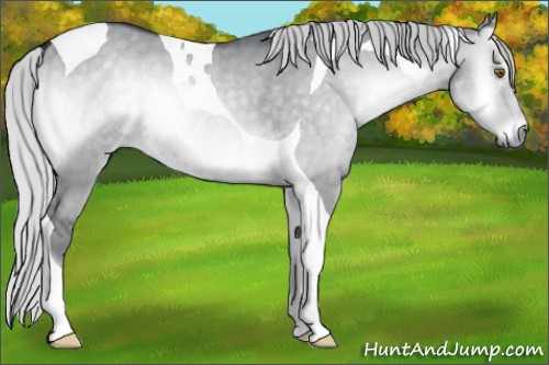 Horse Color:Silver Grullo Chinchilla Onyx Tobiano 