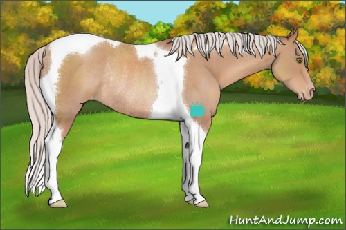 Horse Color:Silver Classic Champagne Tobiano Appaloosa Rabicano 