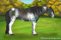 Horse Color:White Spotted Black Tobiano Rabicano 