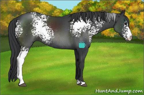 Horse Color:White Spotted Black Rabicano 