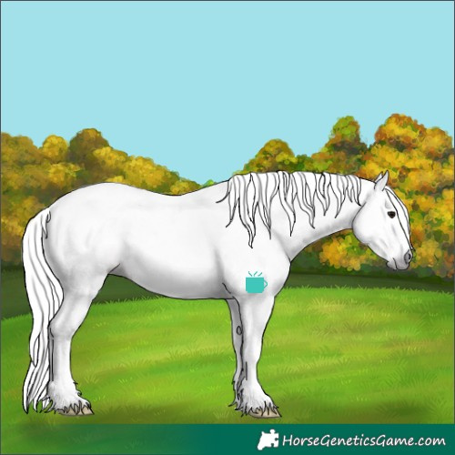 Horse Color:Gray White Spotted Brown Rabicano
