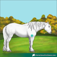 Horse Color:Gray White Spotted Brown Rabicano 