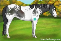 Horse Color:White Spotted Black Tobiano