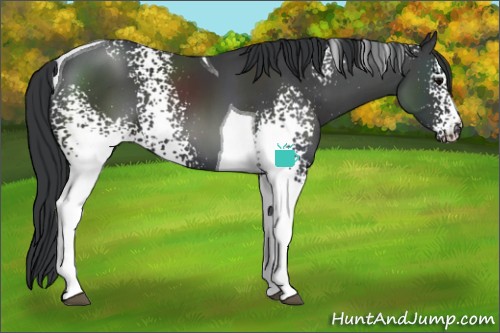 Horse Color:White Spotted Black Tobiano