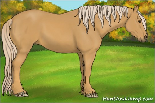 Horse Color:Palomino