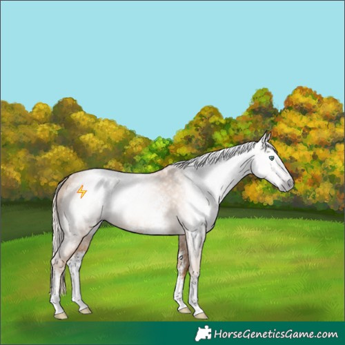 Horse Color:Gray Gold Cream Champagne Sabino 