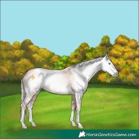Horse Color:Gray Gold Cream Champagne Sabino 