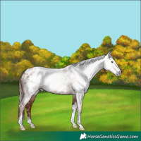 Horse Color:Gray Gold Champagne Sabino Tobiano Blanket 