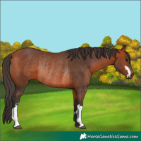 Horse Color:Bay Rabicano  and Bay Rabicano 