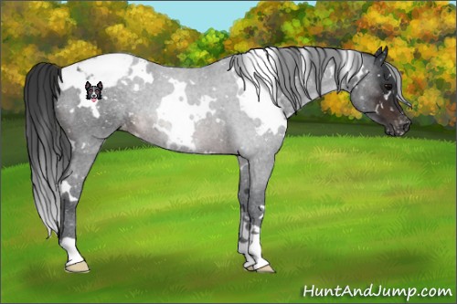 Horse Color:White Spotted Brown Snowcap