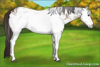 Horse Color:White Spotted Liver Red Dun