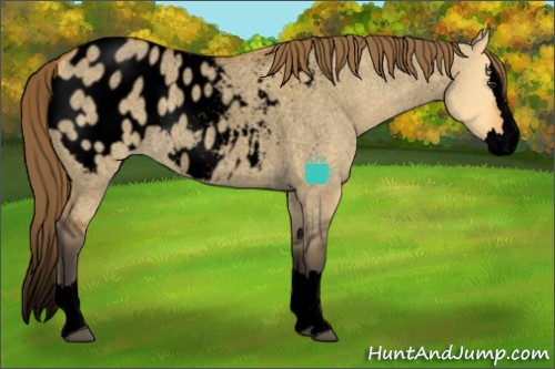 Horse Color:Void Buckskin Roan Dun Splash Appaloosa 
