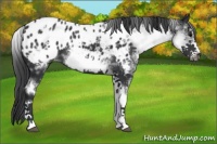 Horse Color:White Spotted Black Splash Frame Appaloosa 