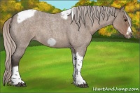 Horse Color:Silver Grullo Roan Tobiano Frame