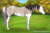 Horse Color:Classic Champagne Ice Sabino Splash 