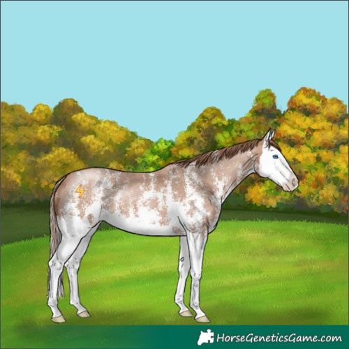 Horse Color:Black Pearl Sabino Splash