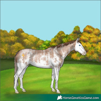 Horse Color:Black Pearl Sabino Splash 