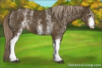 Horse Color:White Spotted Chocolate Palomino 