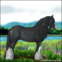 Horse Color:Black Rabicano 