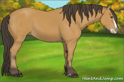 Horse Color:Unknown 