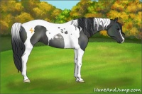 Horse Color:Black Tobiano 
