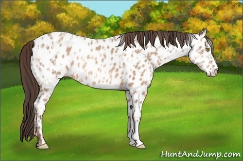 Horse Color:Amber Champagne Appaloosa  and Amber Champagne Appaloosa 