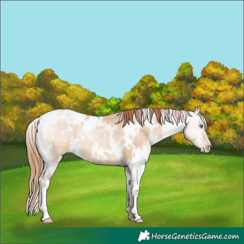 Horse Color:White Spotted Bay Pearl Dun Rabicano