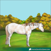 Horse Color:White Spotted Bay Pearl Dun Rabicano 